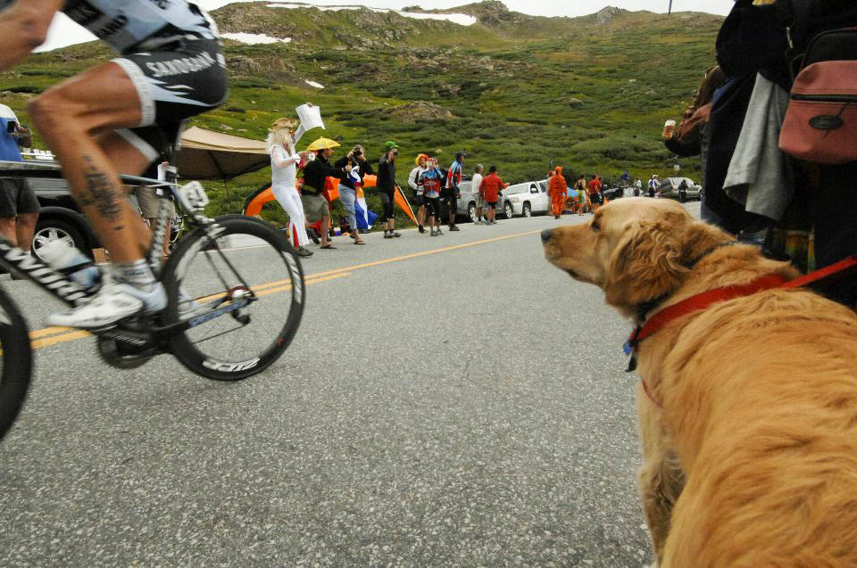 Photo of dog watching bike racers on Independence Pass at 2011 USA ProChallenge.