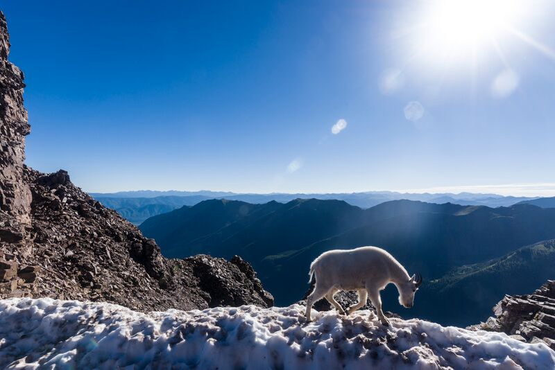 photo - mountain goat on Pyramid Peak