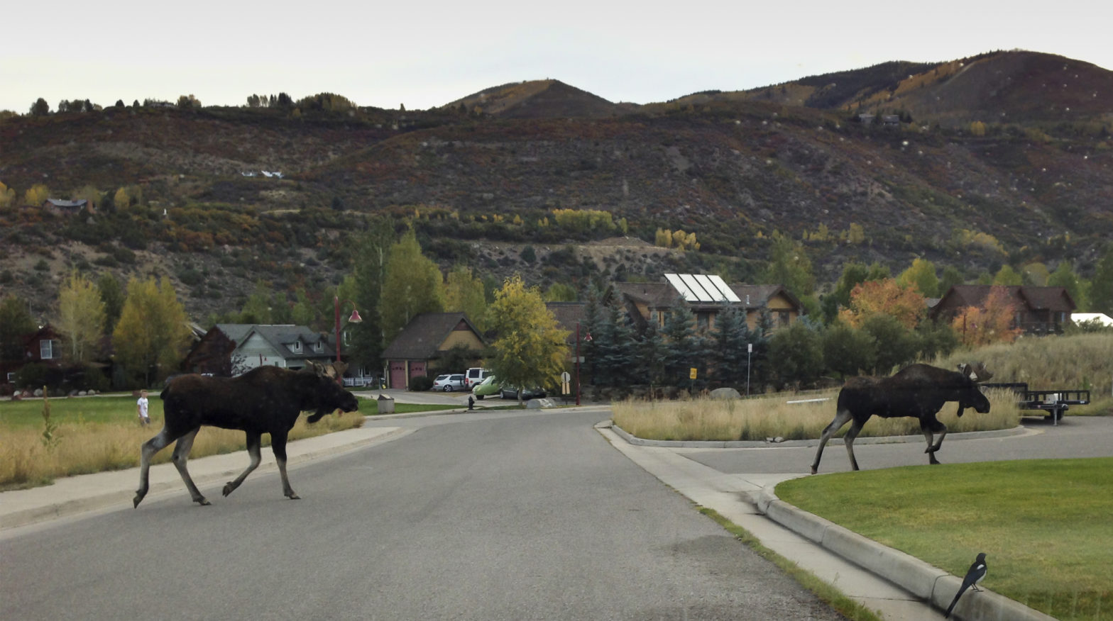 Photo - Moose visiting CMC in Aspen on Sept. 28.