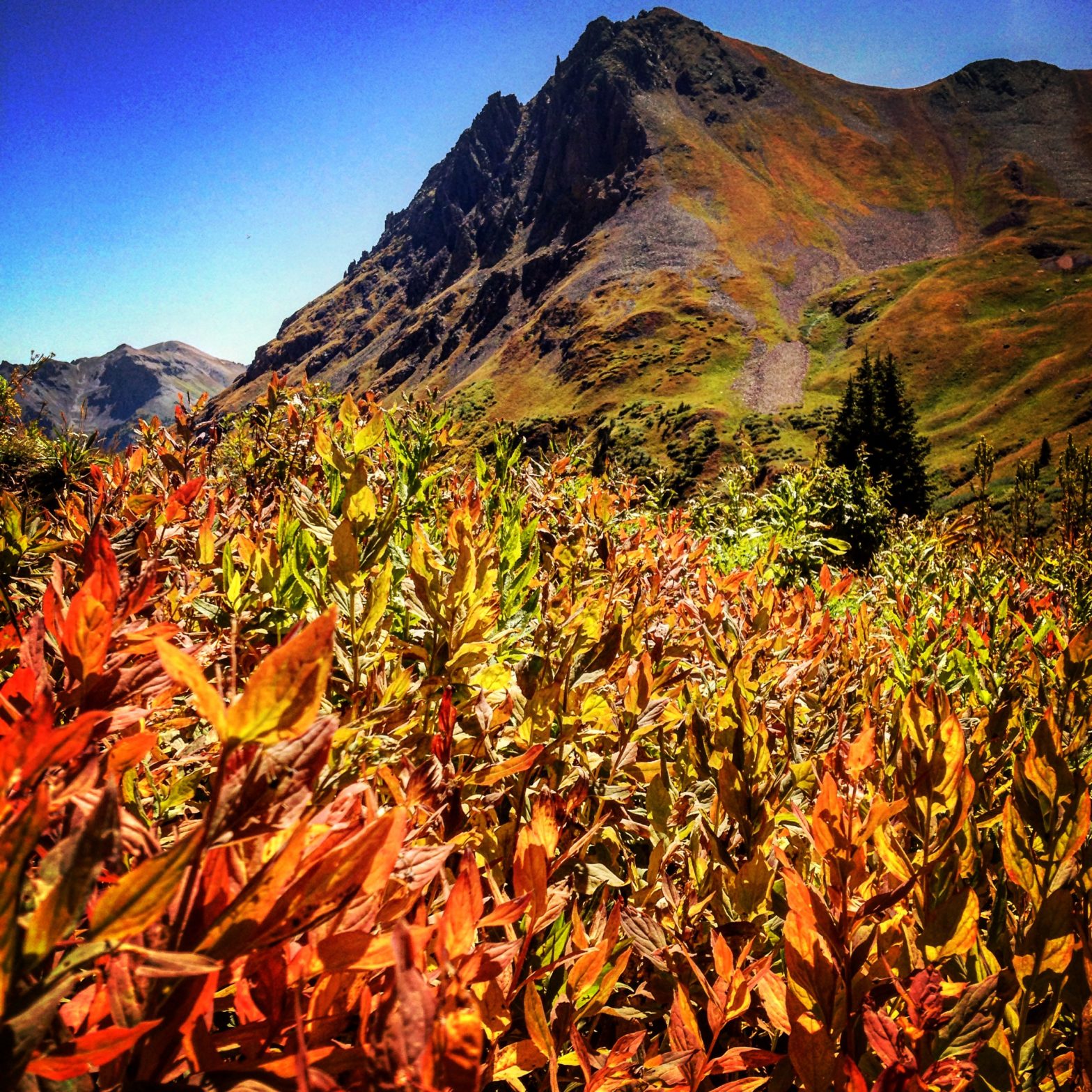 Photo of fall foliage in Colorado's San Juan mountains