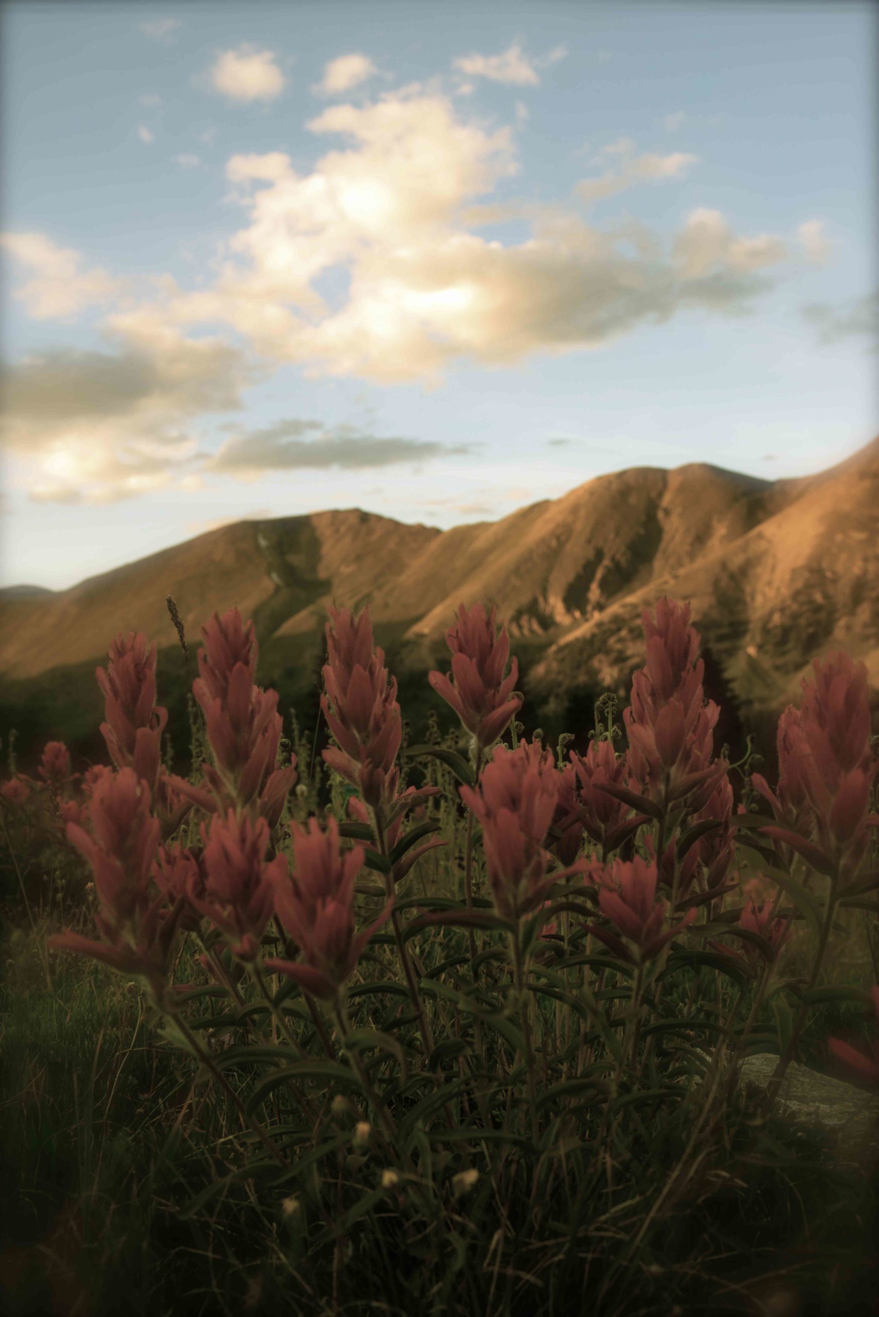 Photo of paintbrush flowers