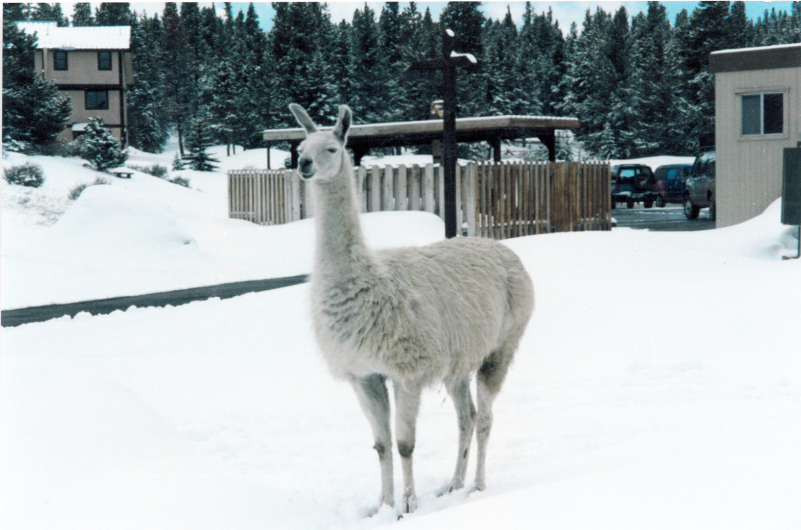 Photo of Sugar the Llama