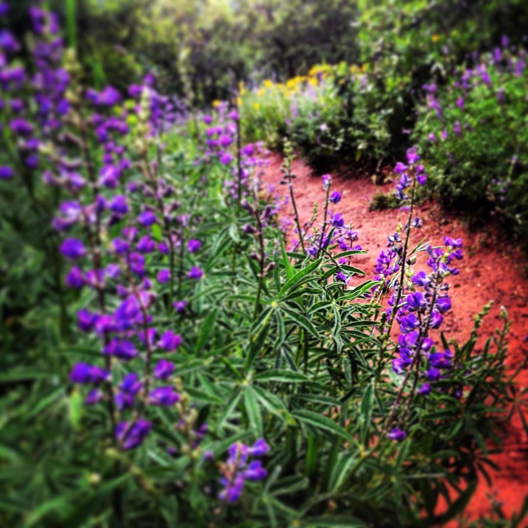 Photo of lupines and red singletrack trail