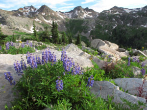 Photo of mountains and flowers