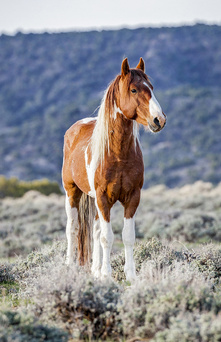 Wild horse photographs featured at Glenwood opening